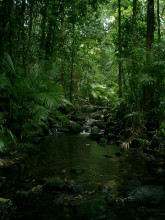 Daintree Rainforest - Mossman Gorge